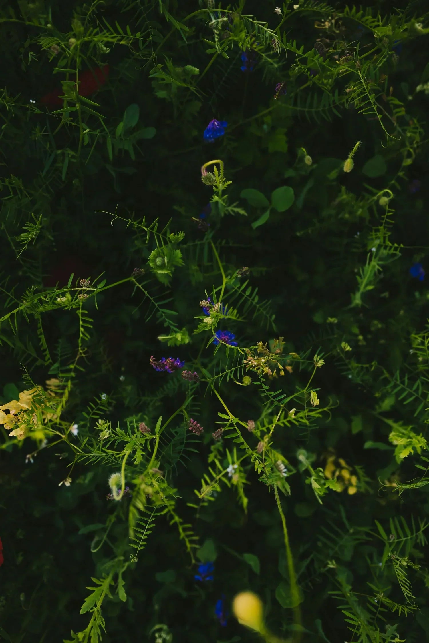 How Terpenes in Drinks Can Boost Your Mood & Mindset