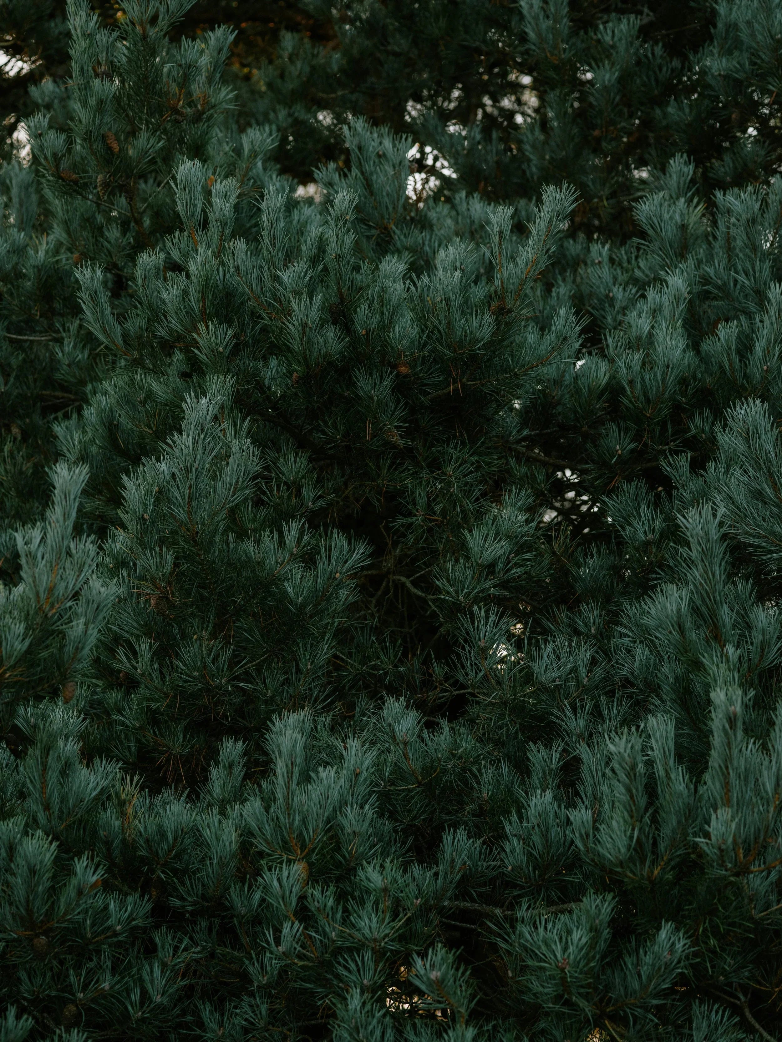 Pinene - The Terpene for Focus, Clear Thinking and Better Breathing