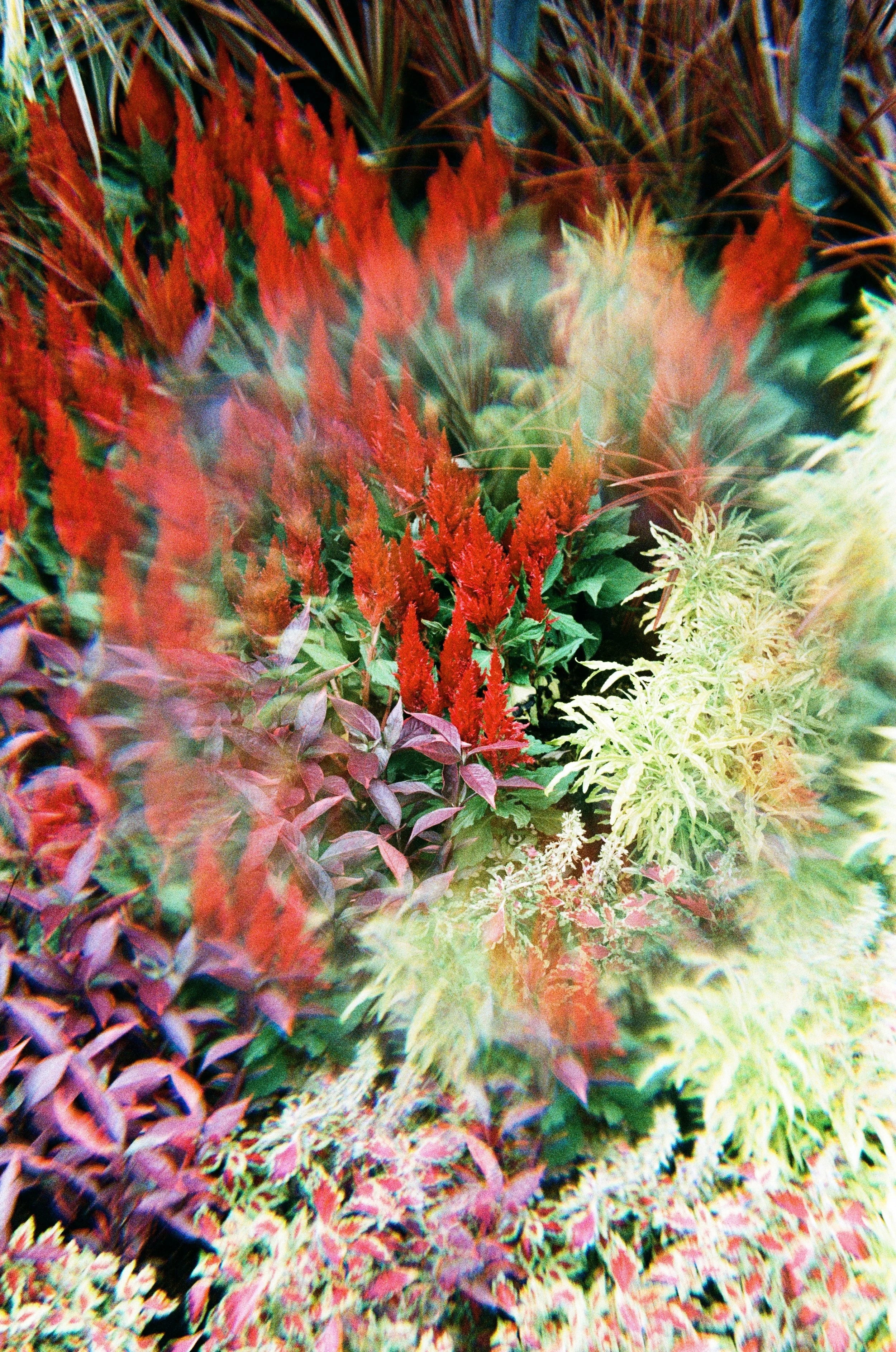 Terpinolene, the bright botanical note that brings a clear headed lift